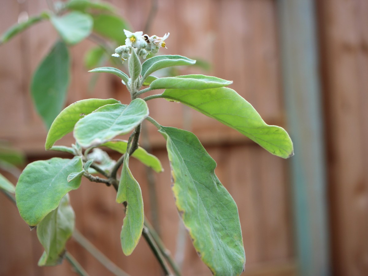 Love in a&nbsp;Garden